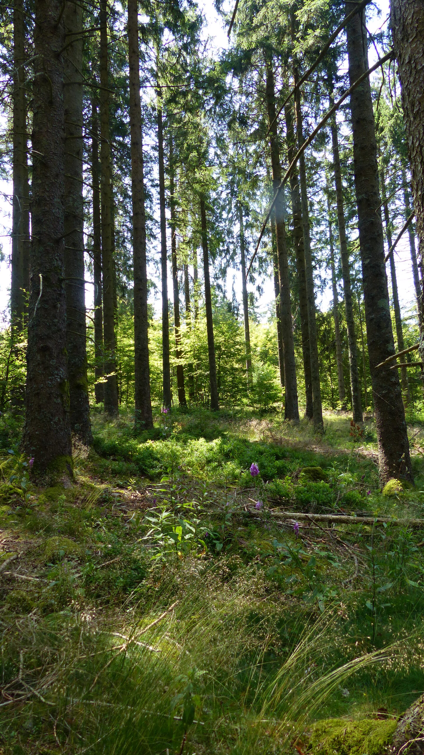 Natur-Resilienz Training - Natur Landschaft Resilienz